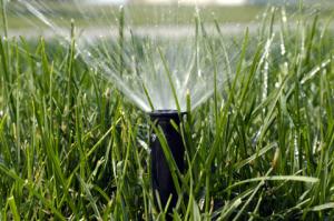 this sprinkler head is almost covered by the growing grass